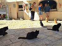 Paxos-Katzen vor Fischladen-web